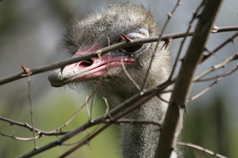 Fotoclubje Blijdorp 2008-14.jpg